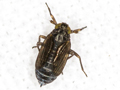 Javesella 